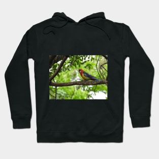 Eastern Rosella sitting in a tree Hoodie